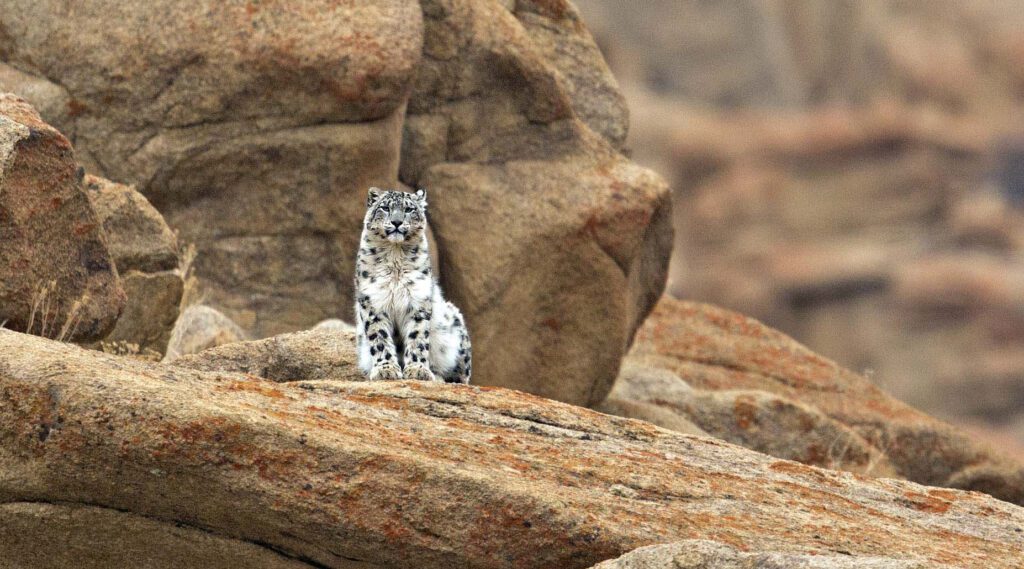 Snow leopard sitting on rocky mountain in Ladakh India in the Himalayas.