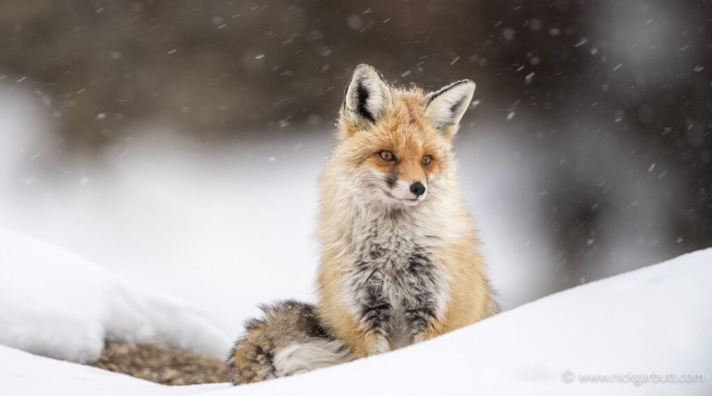 Female Red Fox (vulpes vulpes) in the snow on snow leopard safari Ladakh India in the Himalayas.