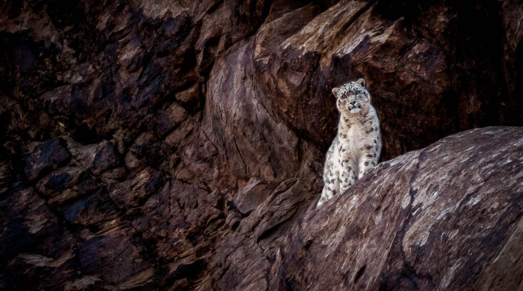  Snow Leopars in Ladakh India in the Himalayas.