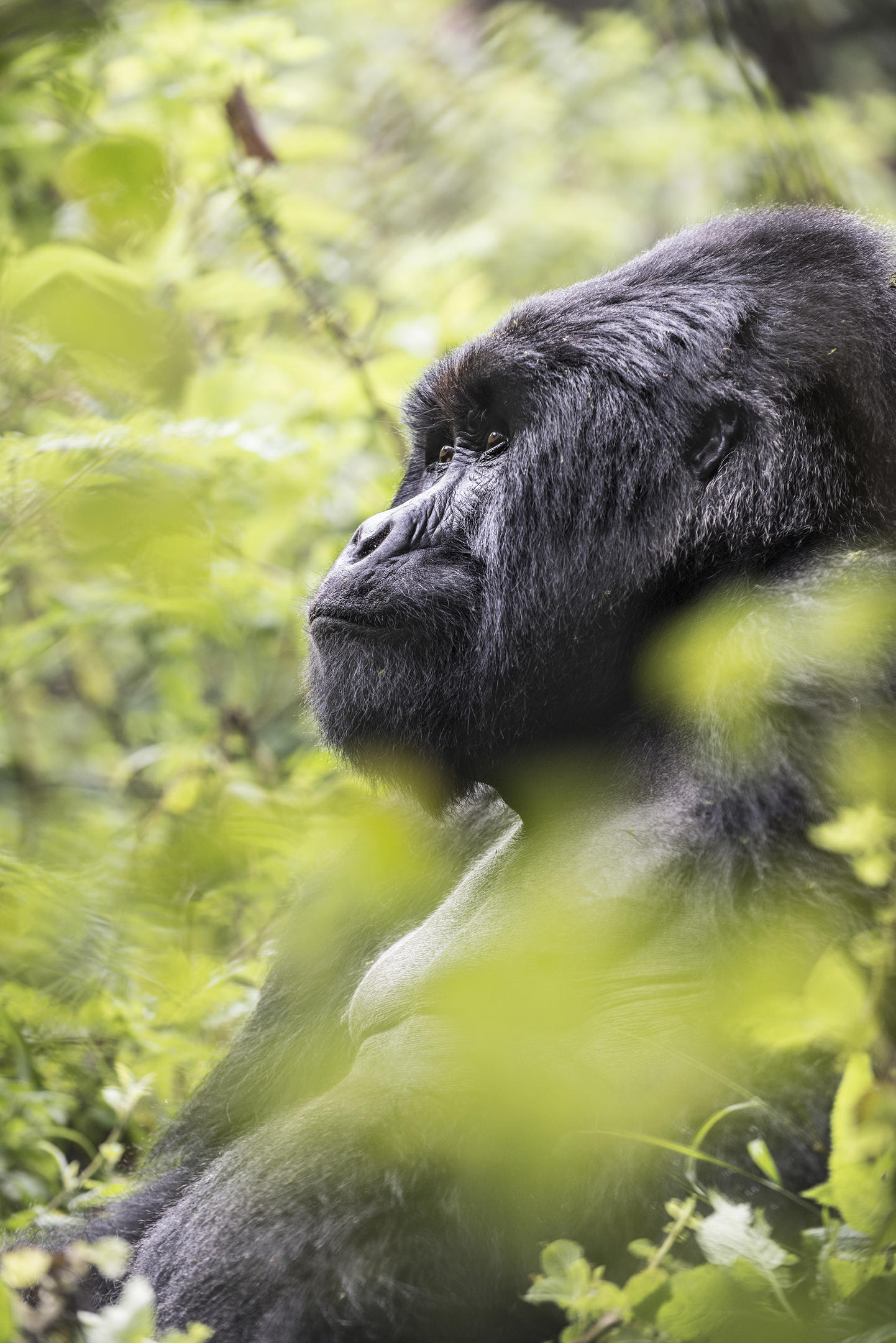 Gorilla trekking from Virunga Lodge