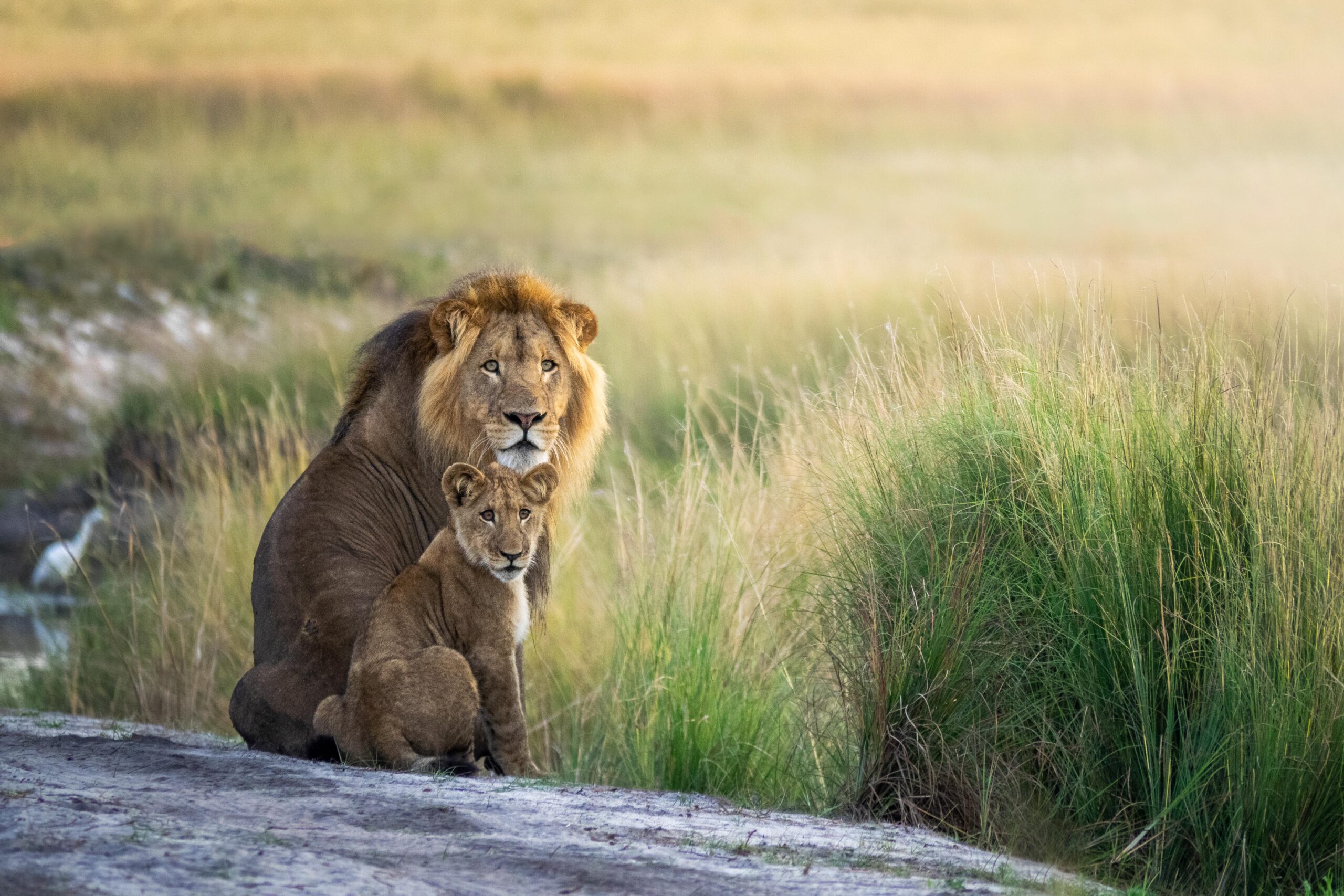 Lions at Liuwa Plains National Park