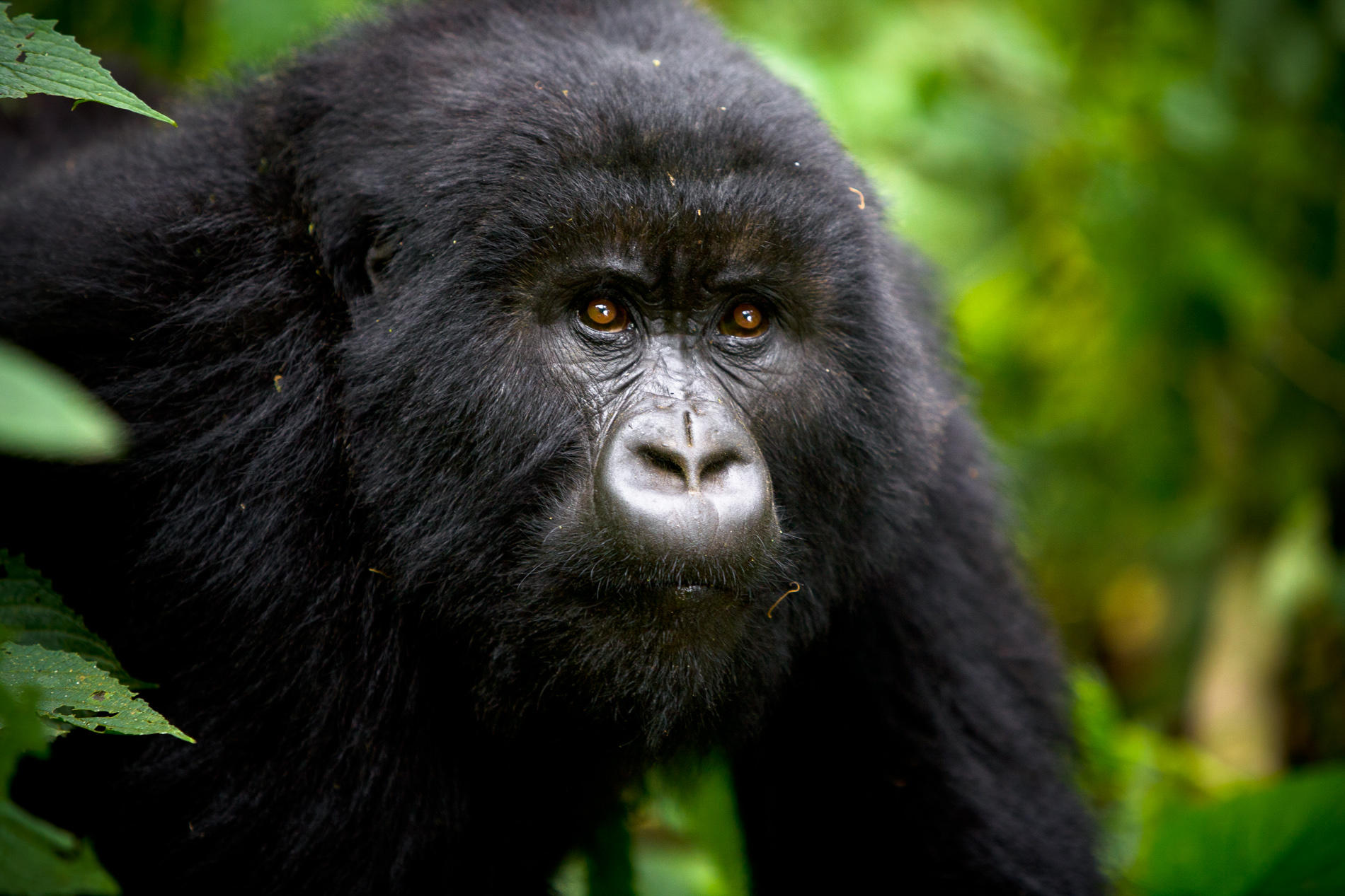 Gorillas at Virunga Lodge
