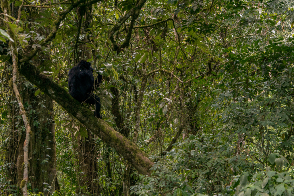 Visiting Uganda’s Bwindi Impenetrable Forest offers many unique experiences. Image by Getty Images.