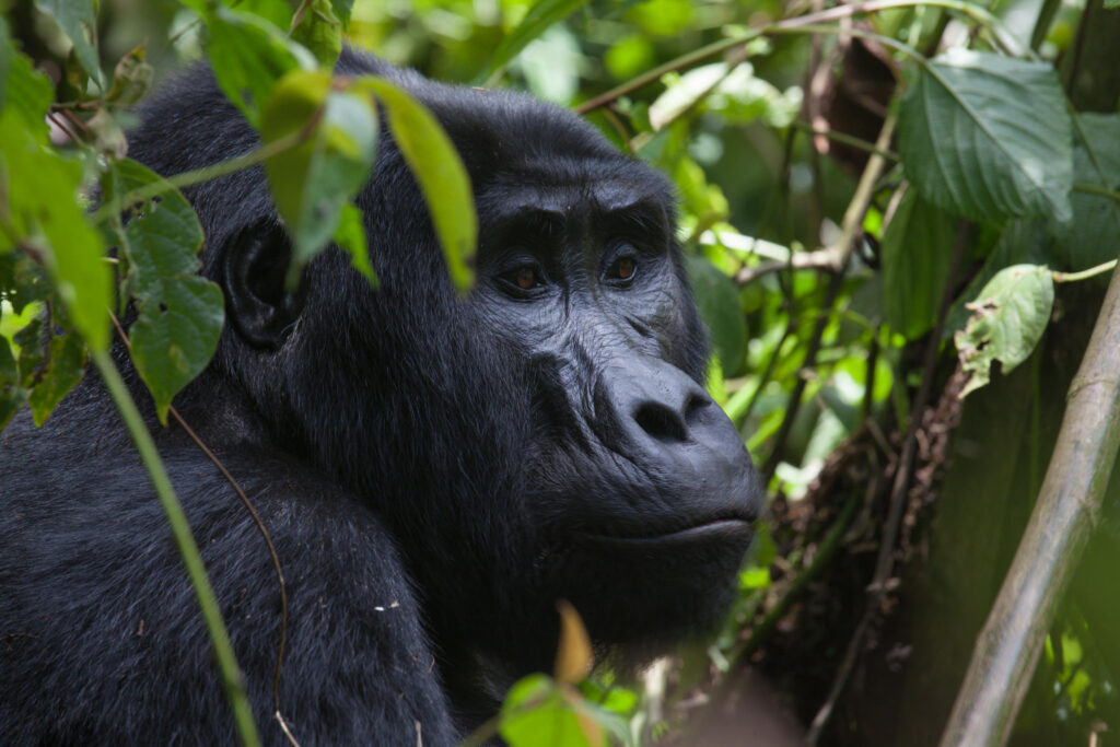 Ugandan mountain gorilla in the forest. Image courtesy of Clouds Mountain Gorilla Lodge