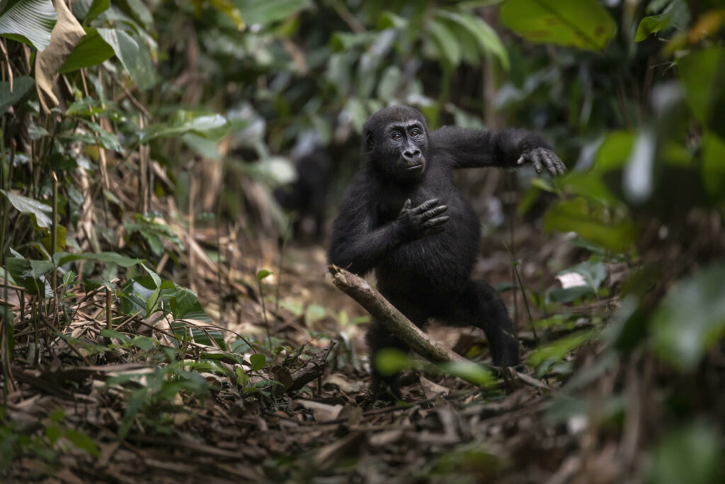 A visit to Ngaga Camp in Odzala-Kokoua National Park, Republic of Congo, means some up-close encounters with the unique Western Lowland Gorillas. Image courtesy of Congo Conservation Company