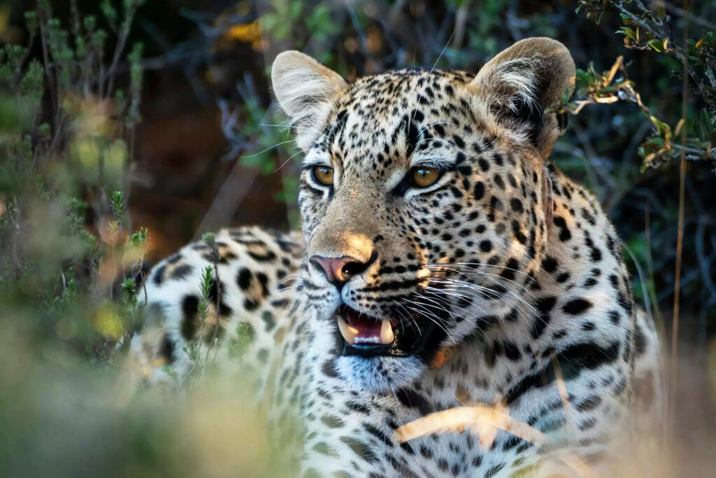 A beautiful leopard spotted in Shamwari Private Game Reserve in the Eastern Cape.