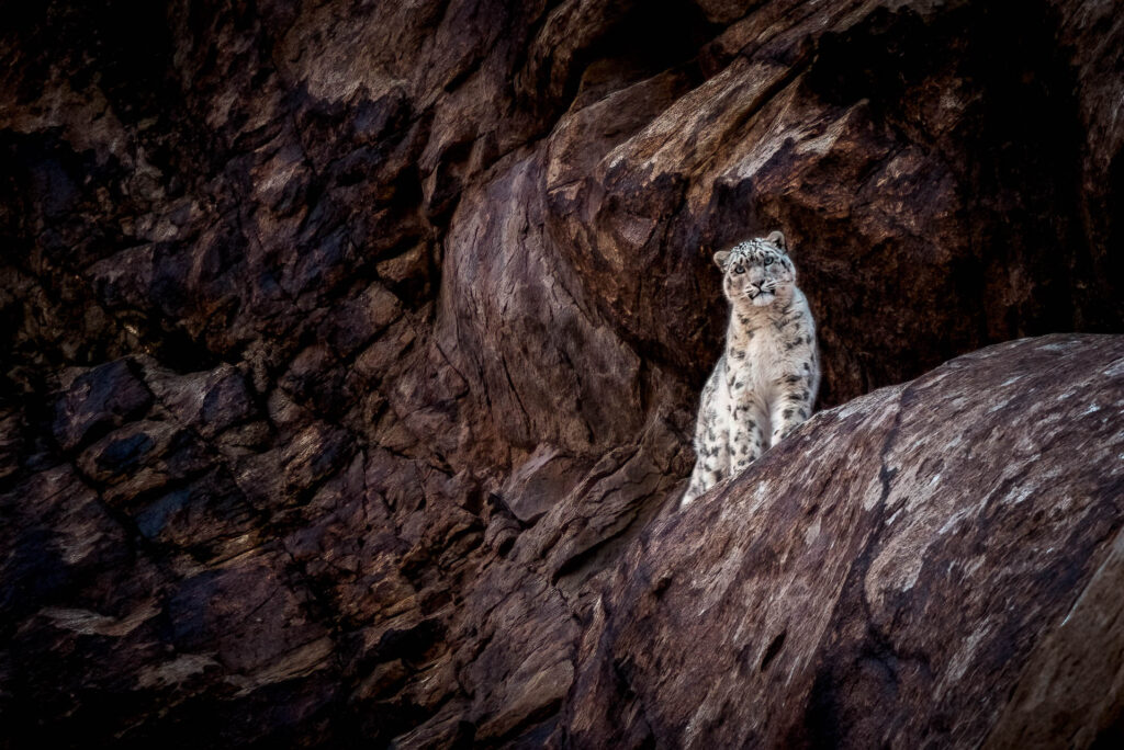 A snow leopard in the Himalayas of Ladakh, India. Image courtesy of LUNGMĀR Remote Camp