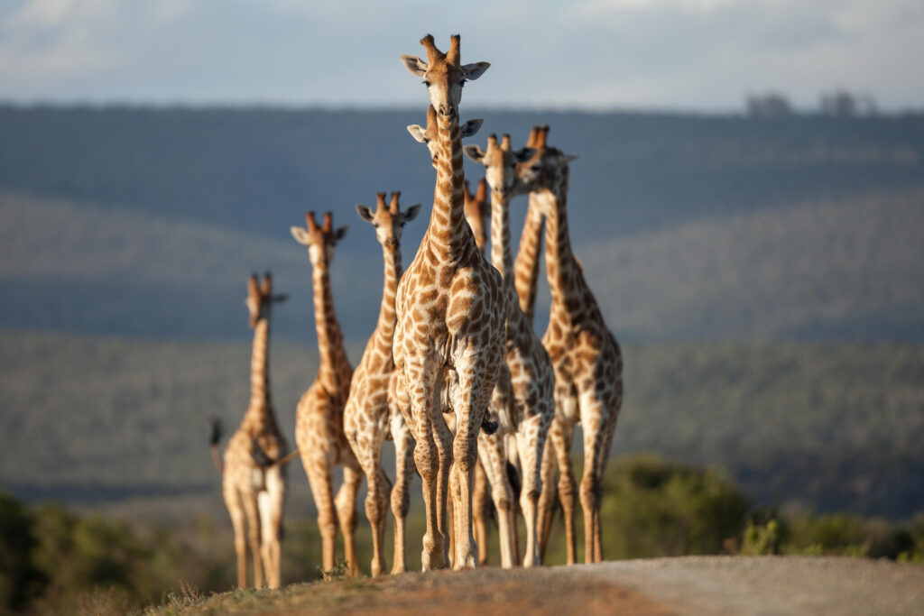 A tower of giraffe inside Kwandwe Private Game Reserve. Image courtesy of Great Fish River Lodge