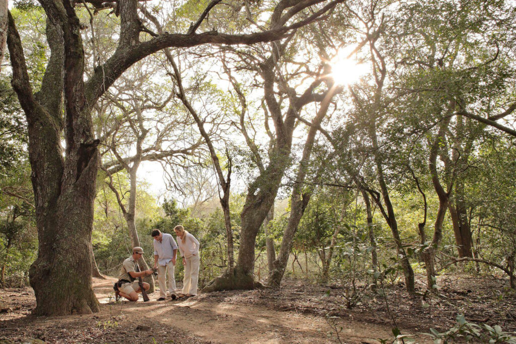 A guided walking safari is a magical alternative to a Big Five game drive inside Phinda Private Game Reserve.
