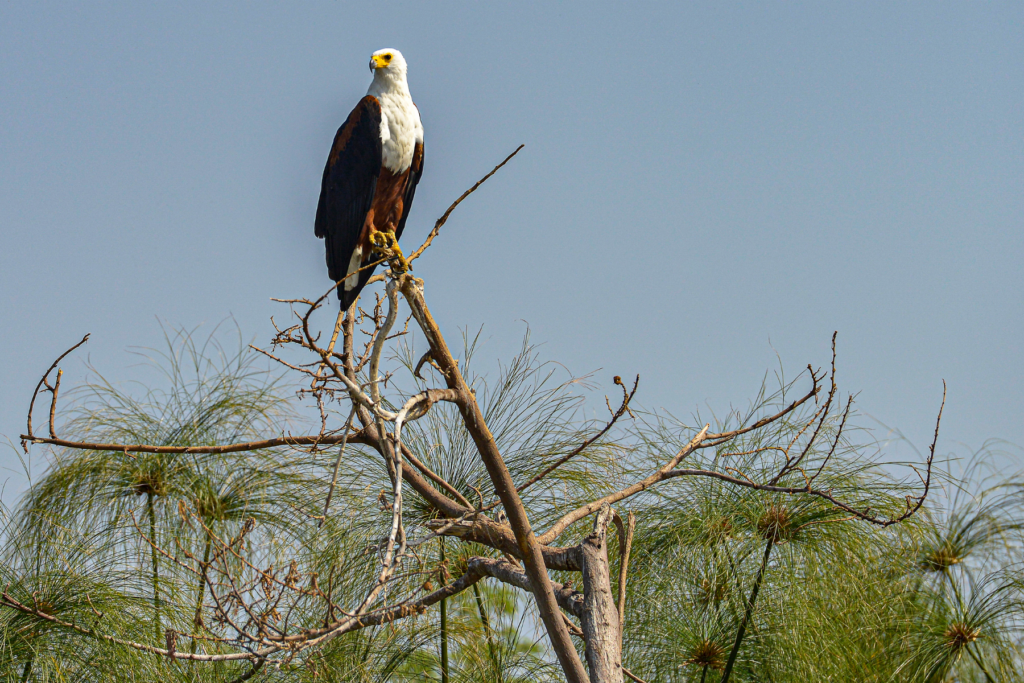 African fish eagle is a large species of eagle found throughout sub-Saharan Africa. Image by Oscar Espinosa 