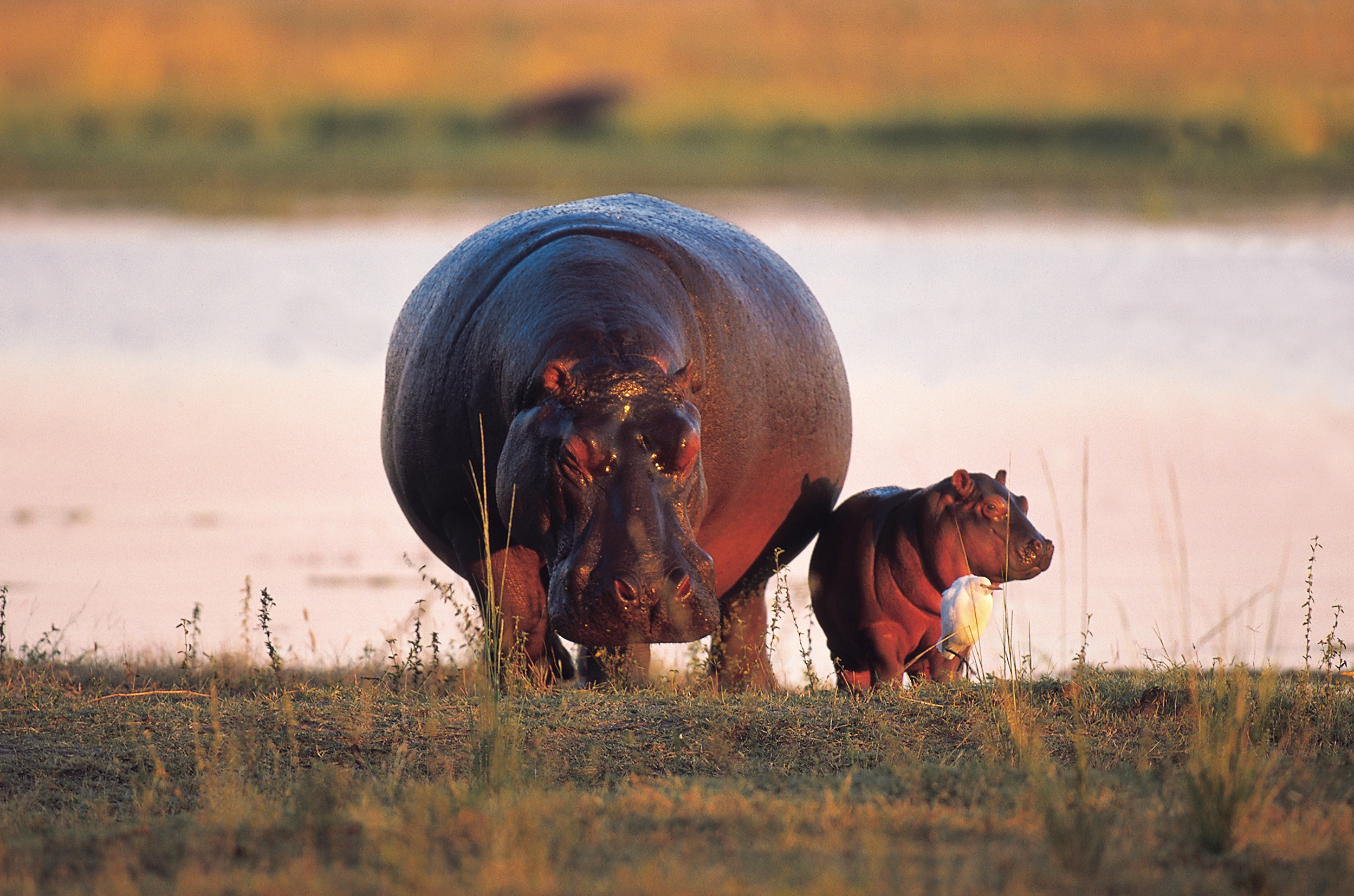 Hippos on the bank