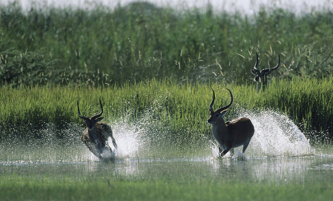 Lechwe in the water