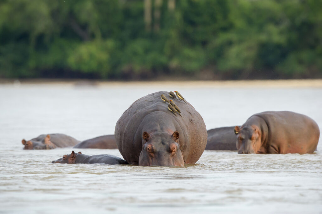 There’s nothing like seeing wildlife while on a walking safari, especially hippo in their natural habitat, which are plentiful in Sand River Selous. Image courtesy of Nomad Tanzania 
