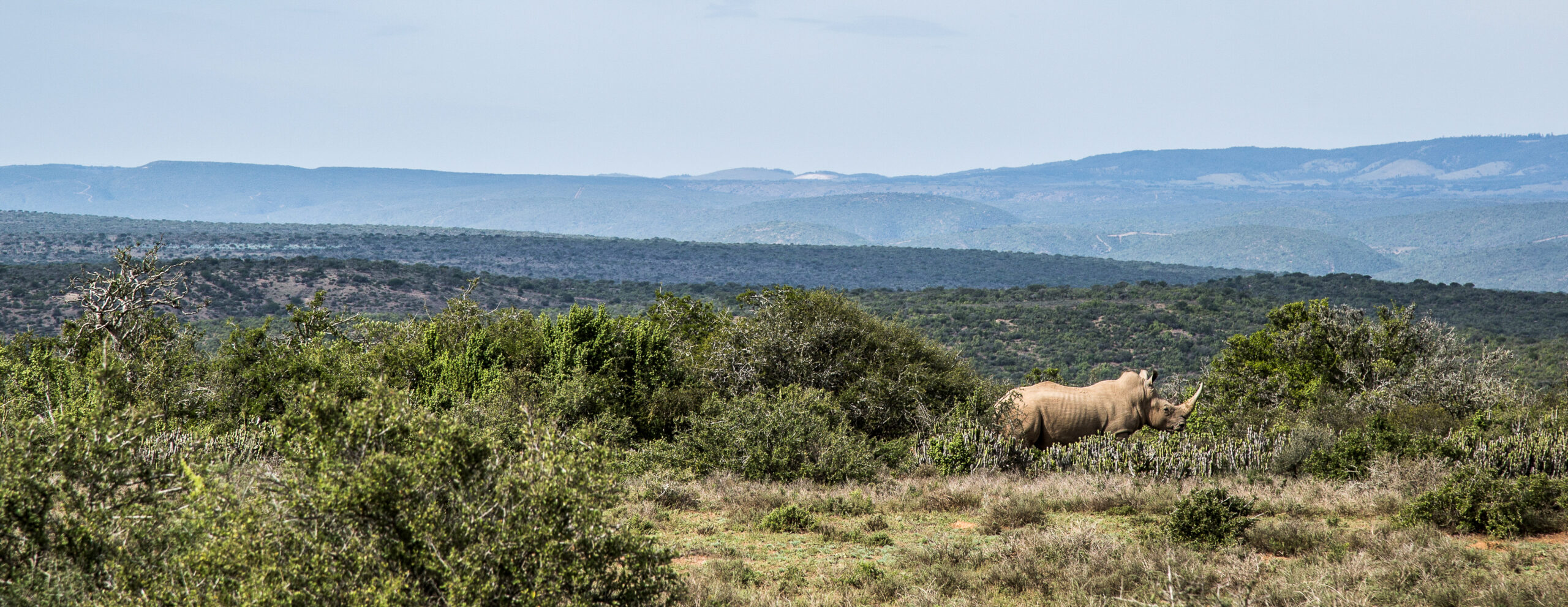 a rhino in a field with mountains in the background.