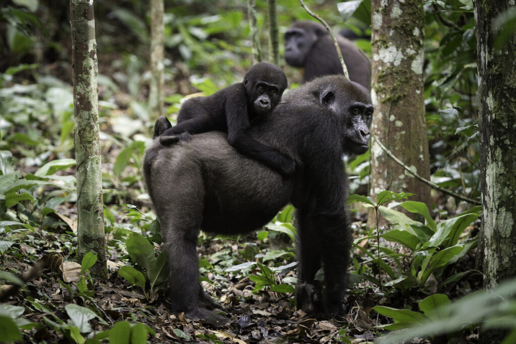 A lowland mountain gorilla baby and their mother in Odzala-Kokoua National Park. Image courtesy of Congo Conservation Company