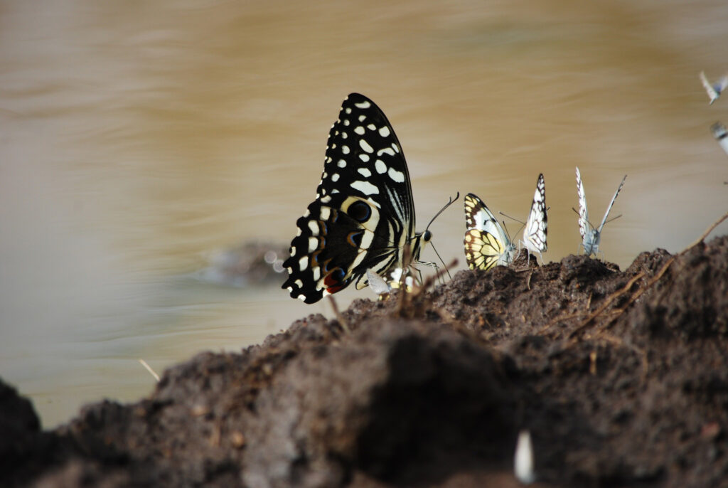 Like a real-life fairytale, you can walk amongst hundreds of butterflies in the name of conservation inside Rwanda's Akagera National Park. Image courtesy of African Parks