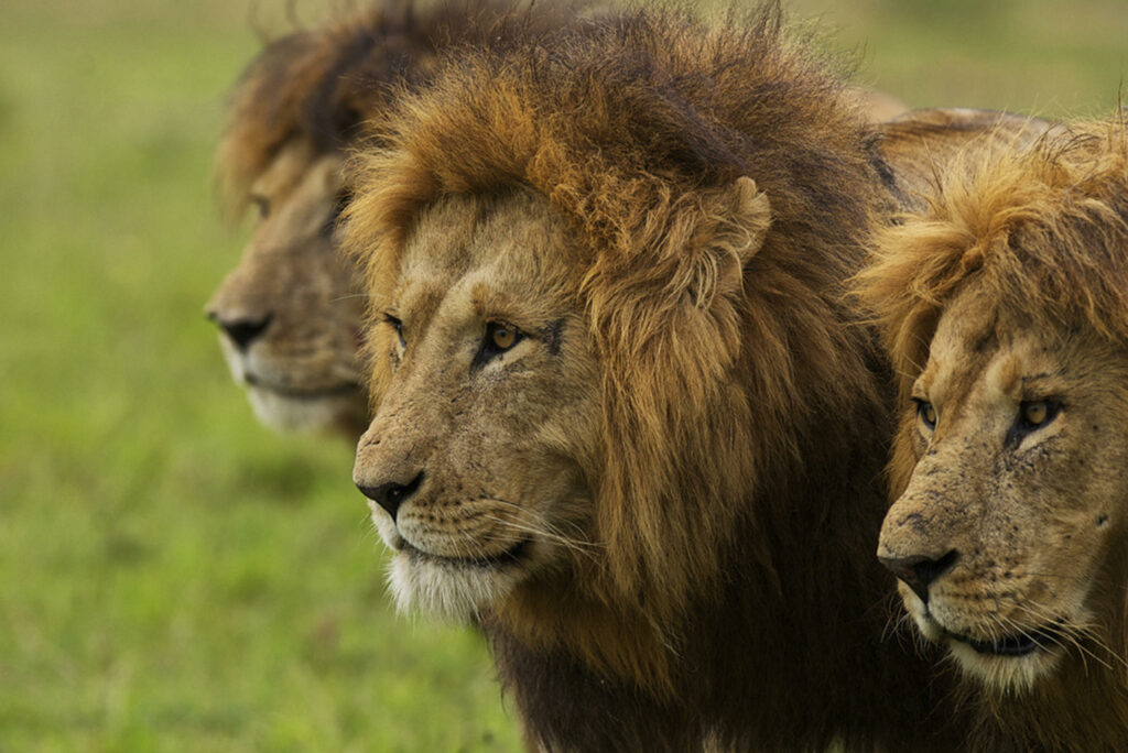 three male lions in Naboisho