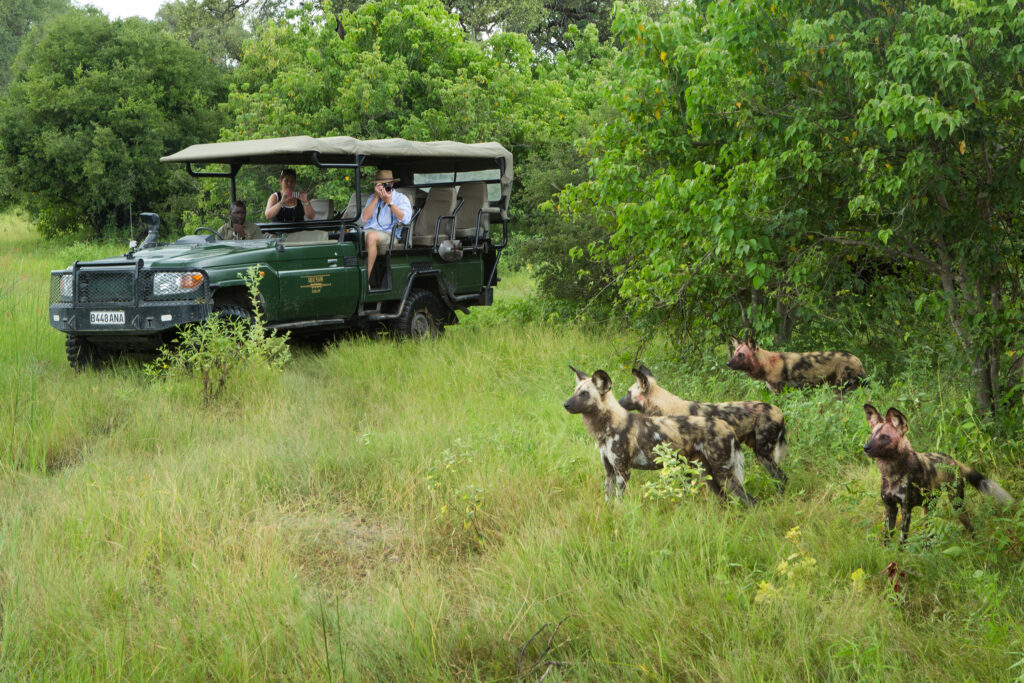 Tourist seeing wild dog on safari in botswana