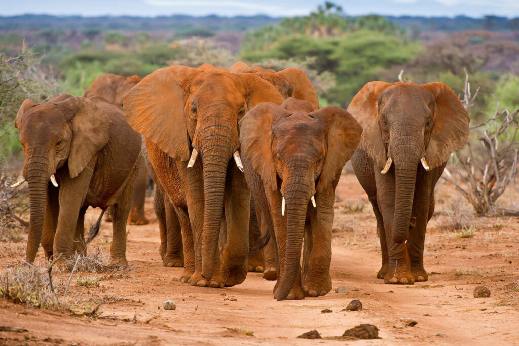 a heard of elephants with mud on them