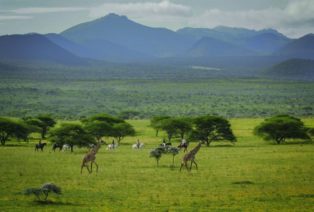 giraffe walking on the plains of kenya