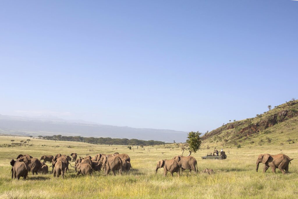 a head of elephants on the plains of kenya at sirikoi