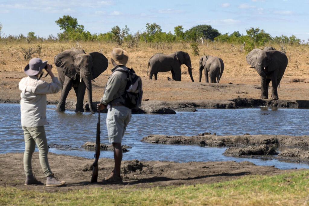 guests on foot watching elephants in hwange zimbabwe