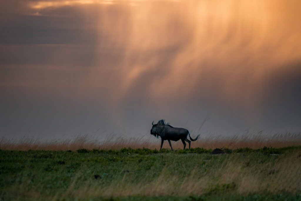A late afternoon shower in Liuwa Plain paints the sky in bold colors.  Image courtesy of Time+Tide.