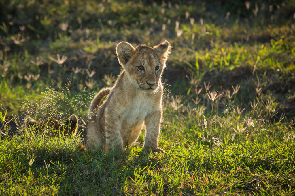 Springtime in Kenya’s Masai Mara National Reserve welcomes baby animals of all spots and stripes. Image courtesy of Great Plains Conservation.