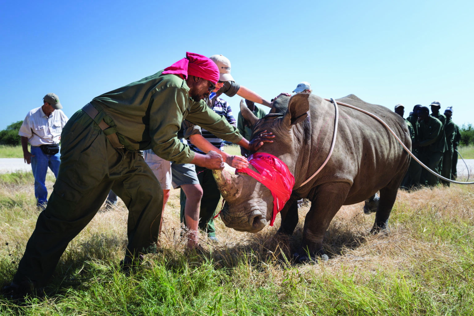 Rhino conservation by Great Plains Foundation