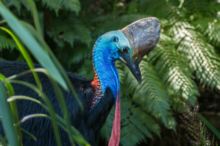 A Guide to traveling Australia's Daintree Rainforest