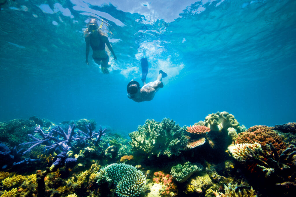 australia queensland great barier reef snorkeling diving fish