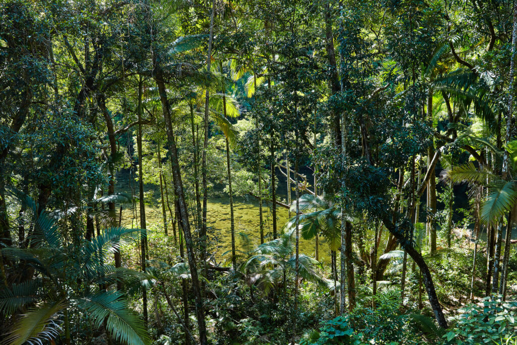 australia queensland daintree forest rain forest
