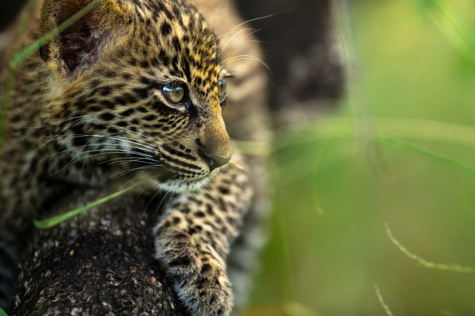 A leopard cub in the grass at Singita in Sabi Sands South Africa.