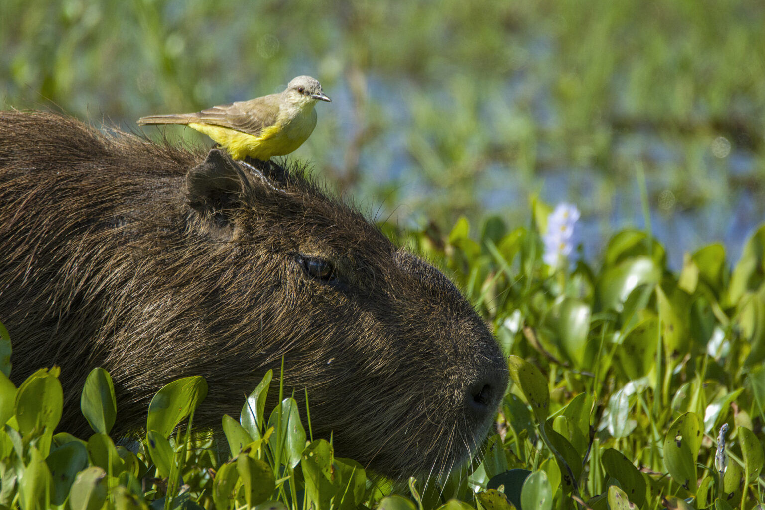 Close up of capybara with yellow bird on its head