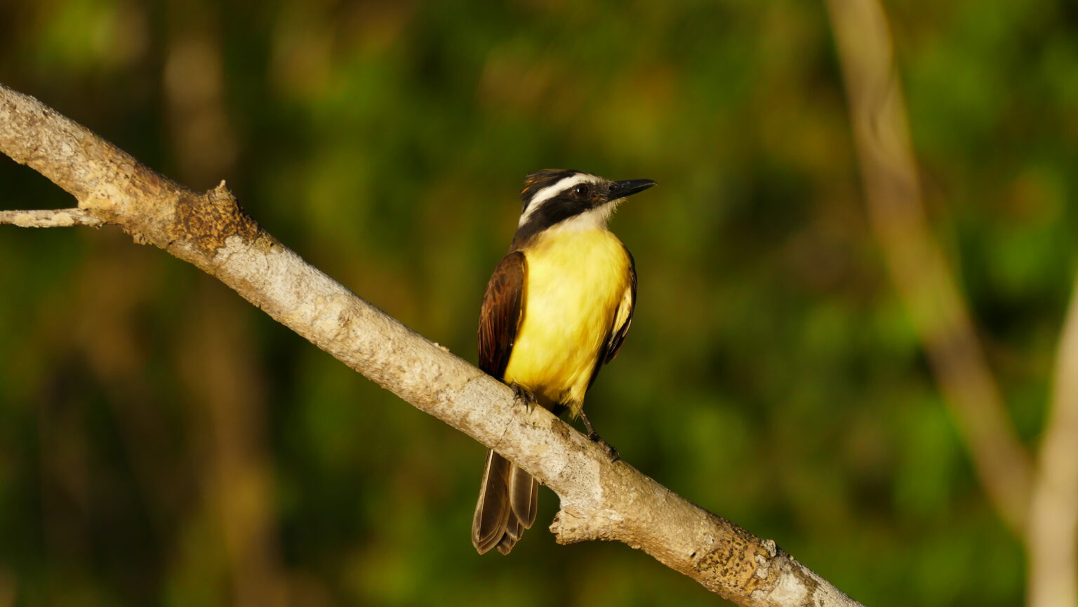 Yellow and black bird sitting on branch