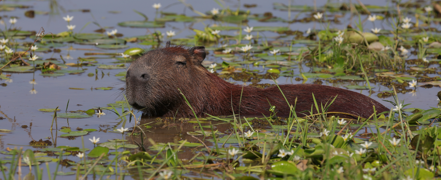 Capybara sitting in a marsh of lillypads