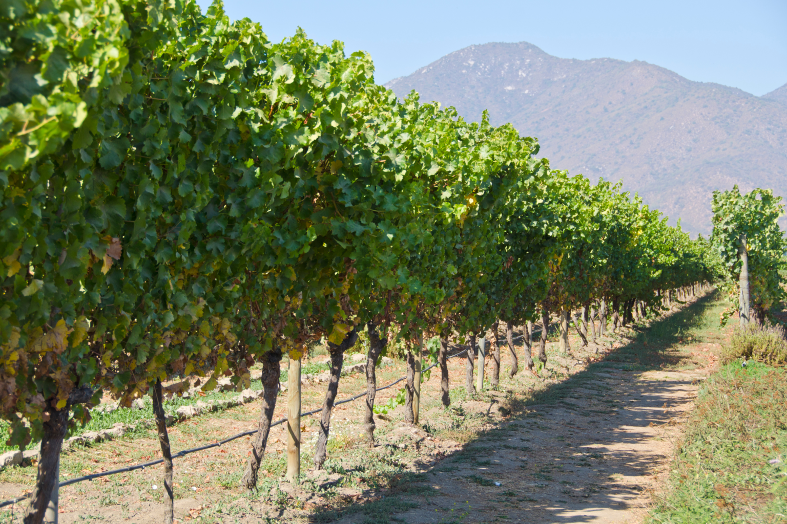 Row of grapevines