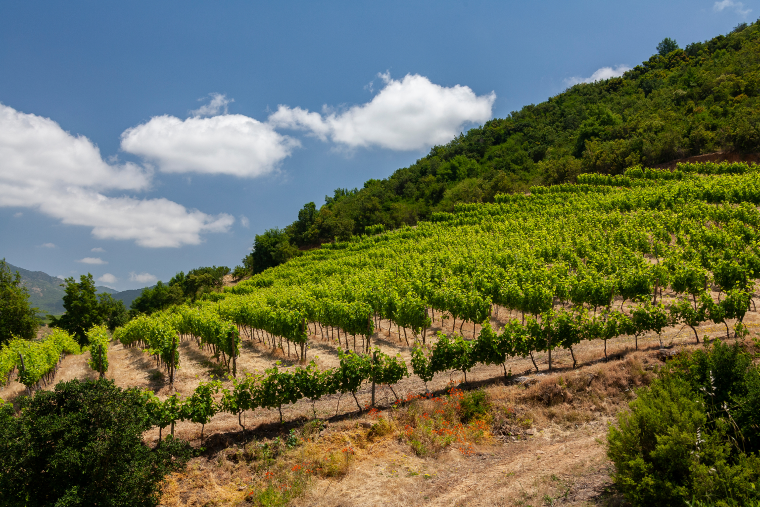View of grapevines on a mountainside