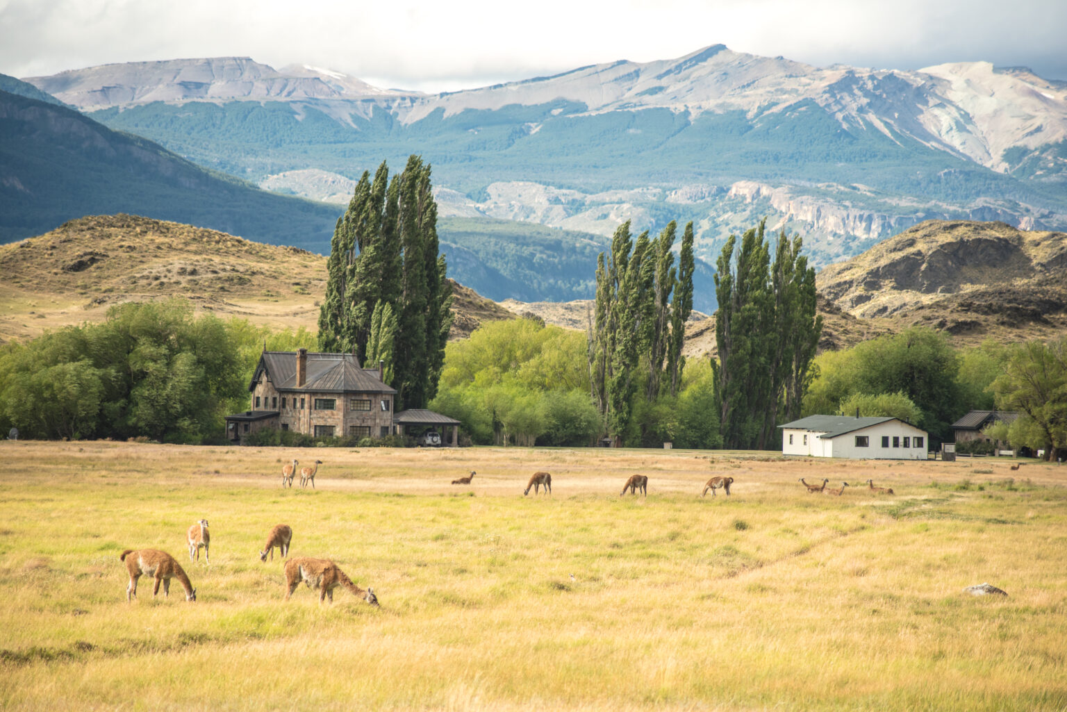 Scene with guanacos in the foreground, a stone house and a wooden house in the background with poplar trees, in front of mountains
