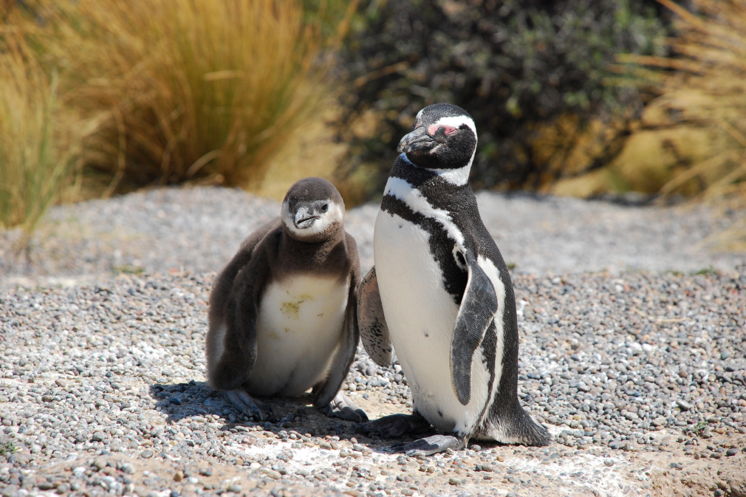 Two penguins standing on rocks