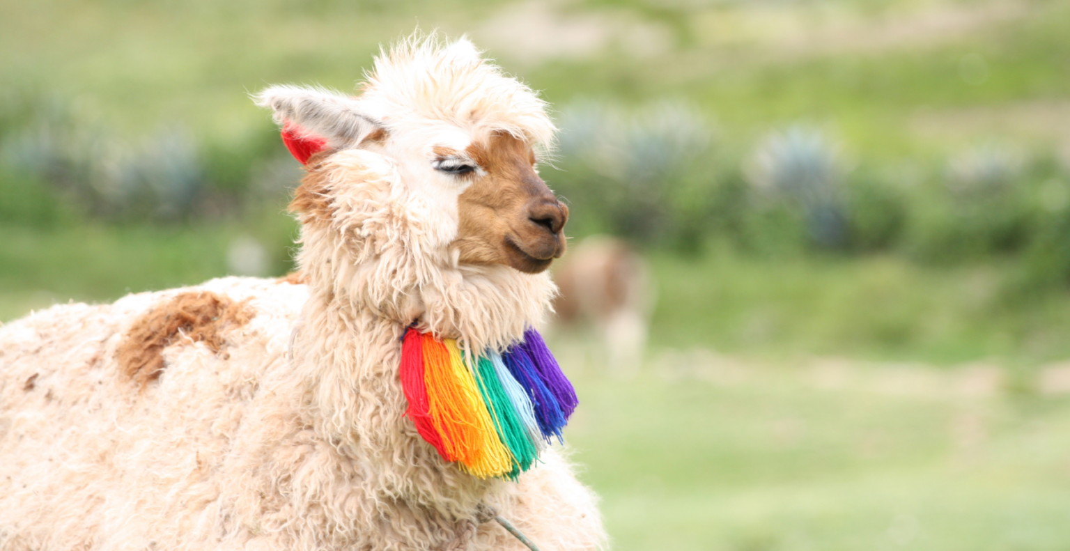 Llama with rainbow collar sitting on grass