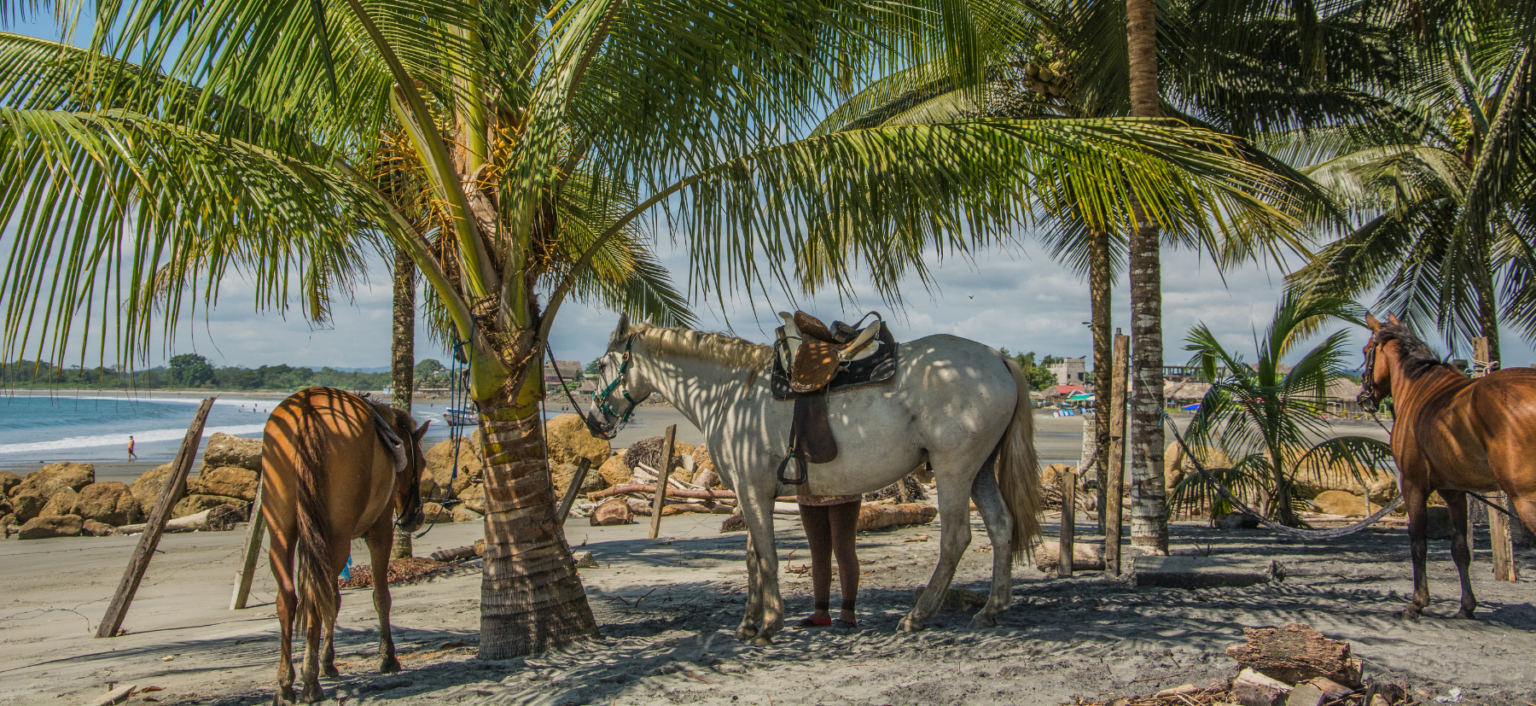 Three horses with saddles resting under leafy palm trees on the beach