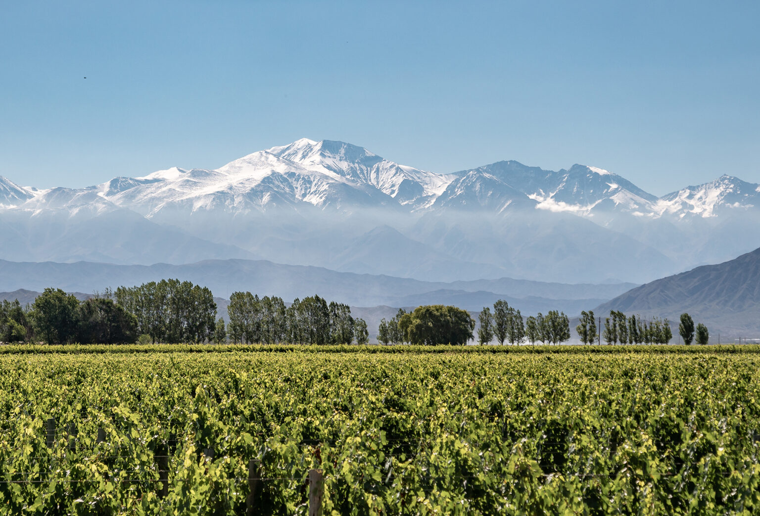 Vineyard with snow capped mountain