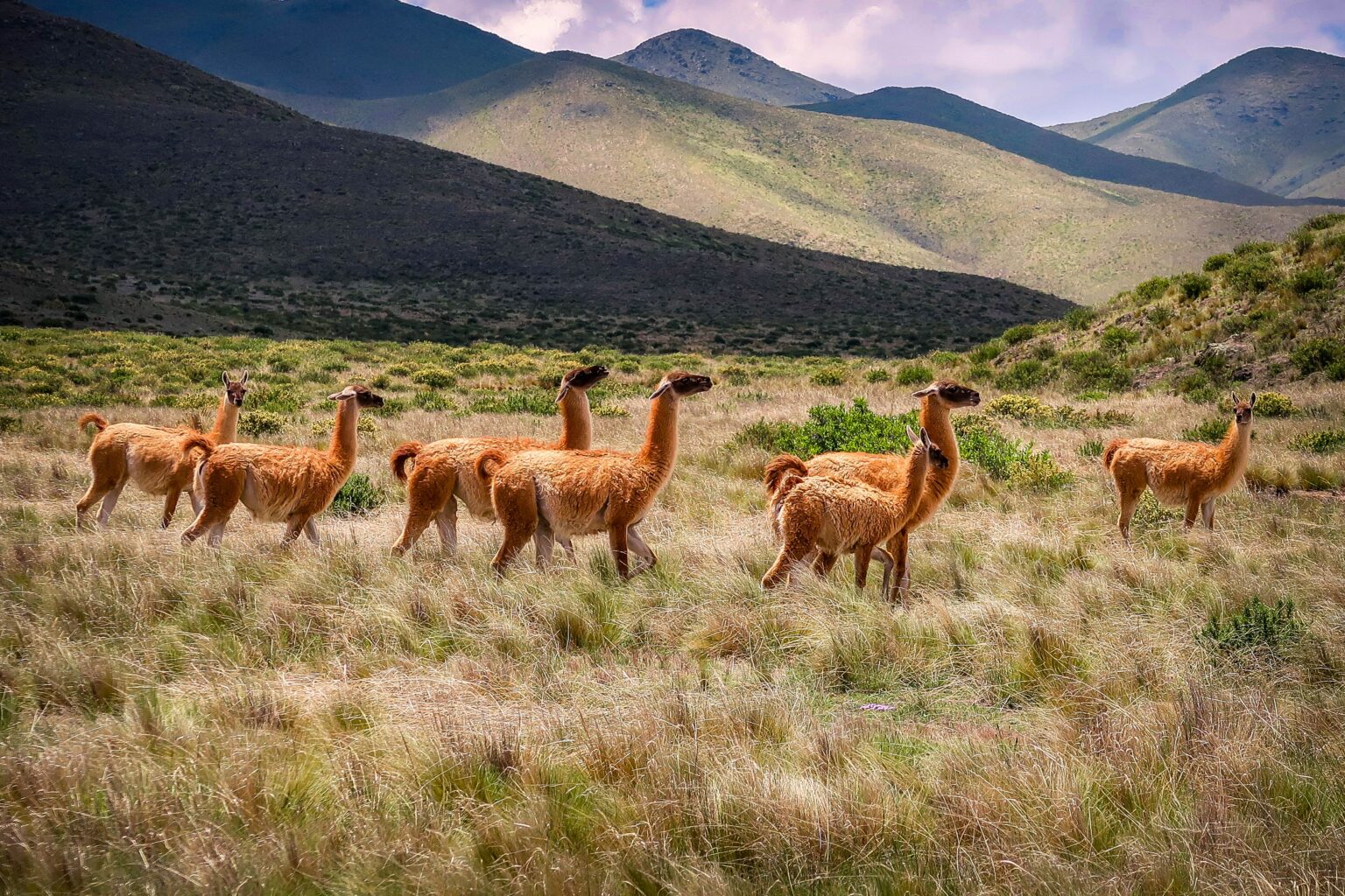 Guanacos walking through plains in front of mountains
