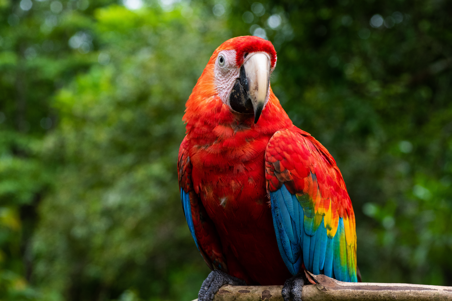 Red blue and yellow parrot in front of green jungle