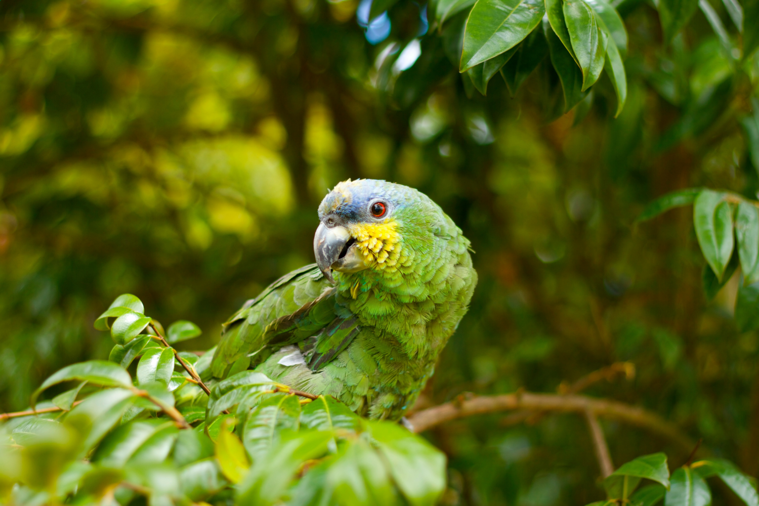 Green, blue, and yellow parrot sitting on branch and looking back