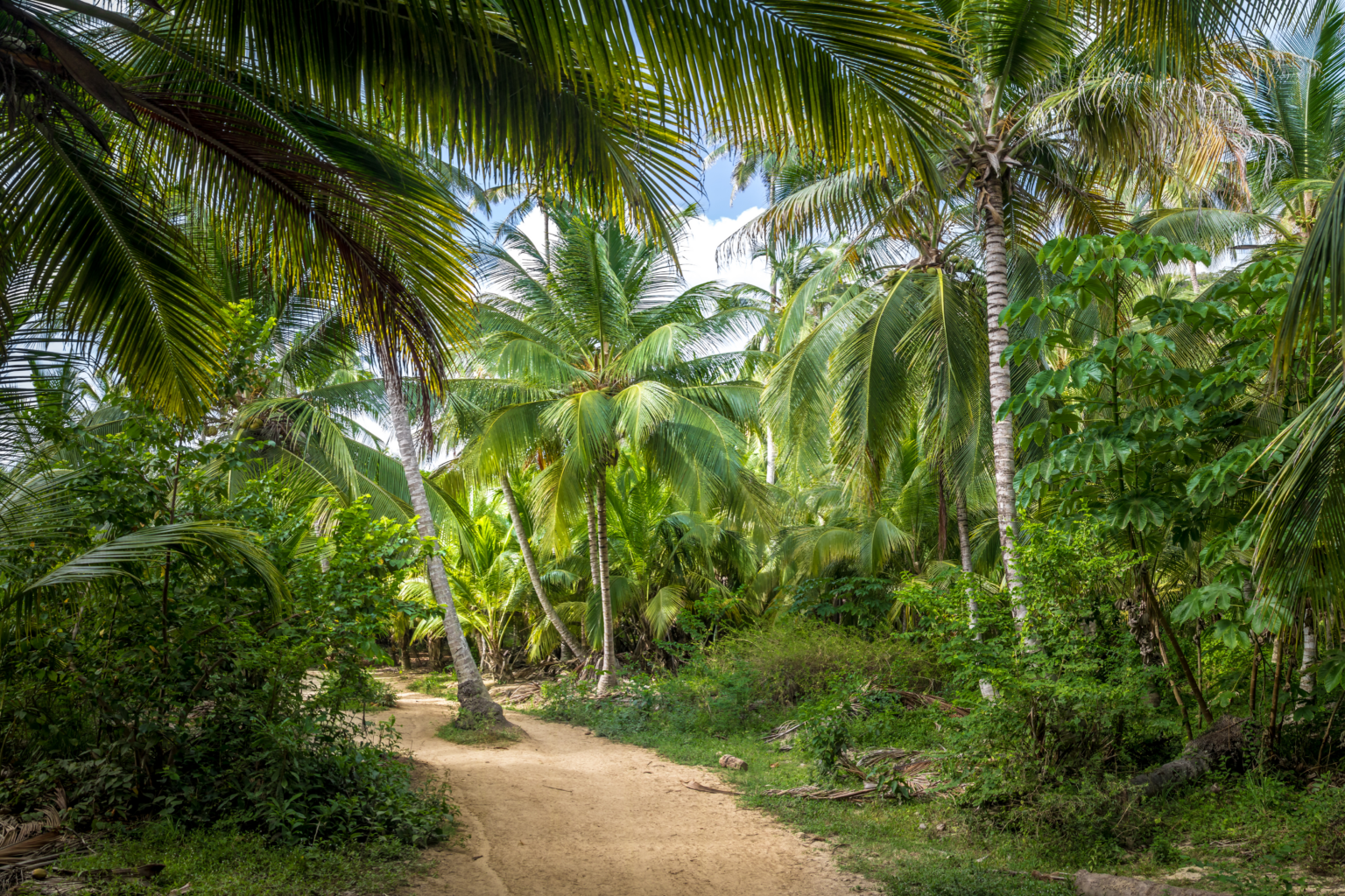 Palm trees along path