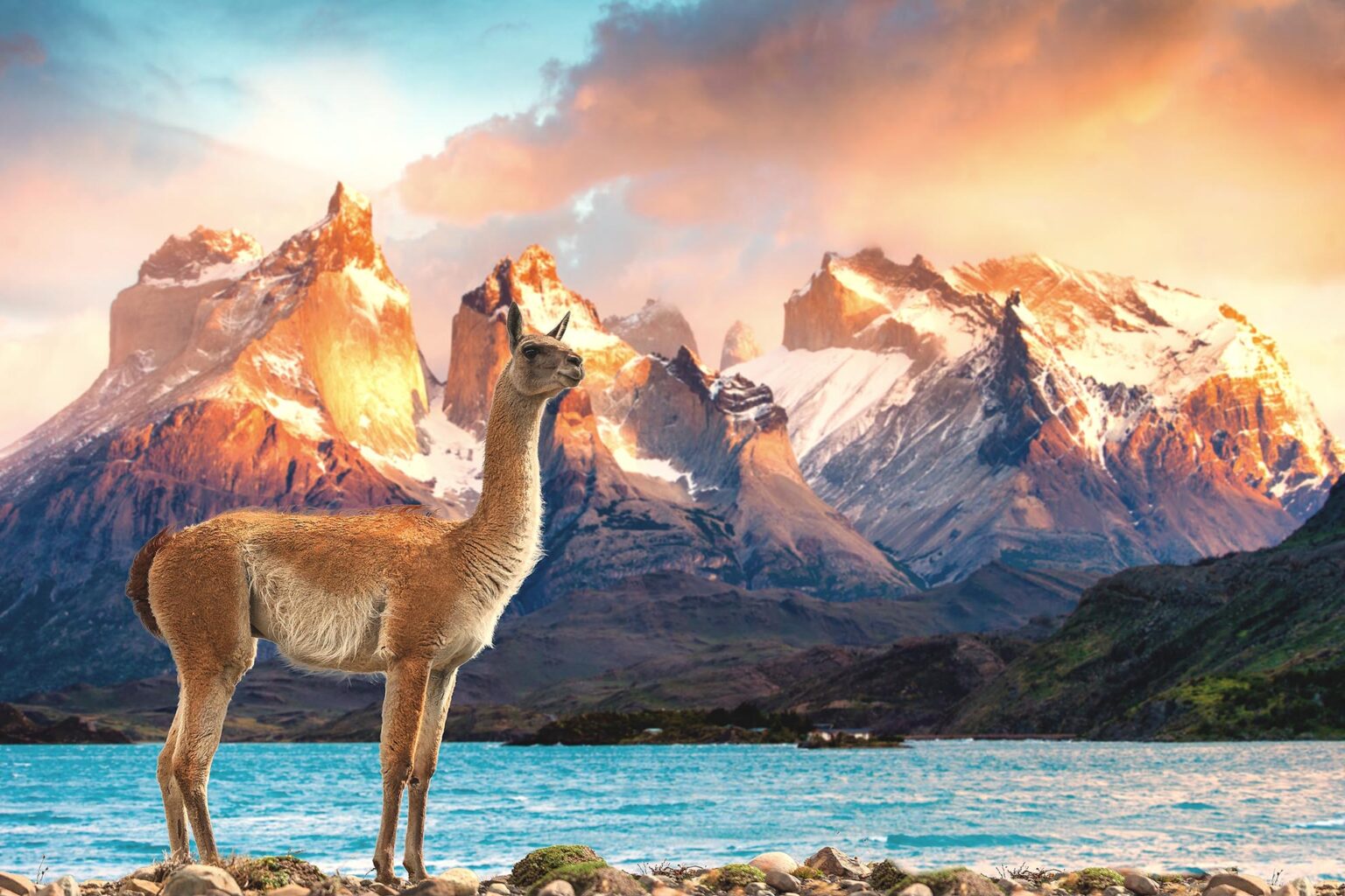 Guanaco in the foreground with mountains in the background