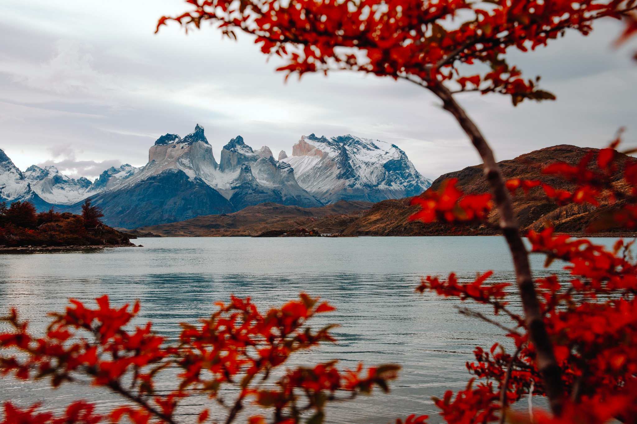 Mountains of Patagonia in the background; bush with red leaves in the foreground