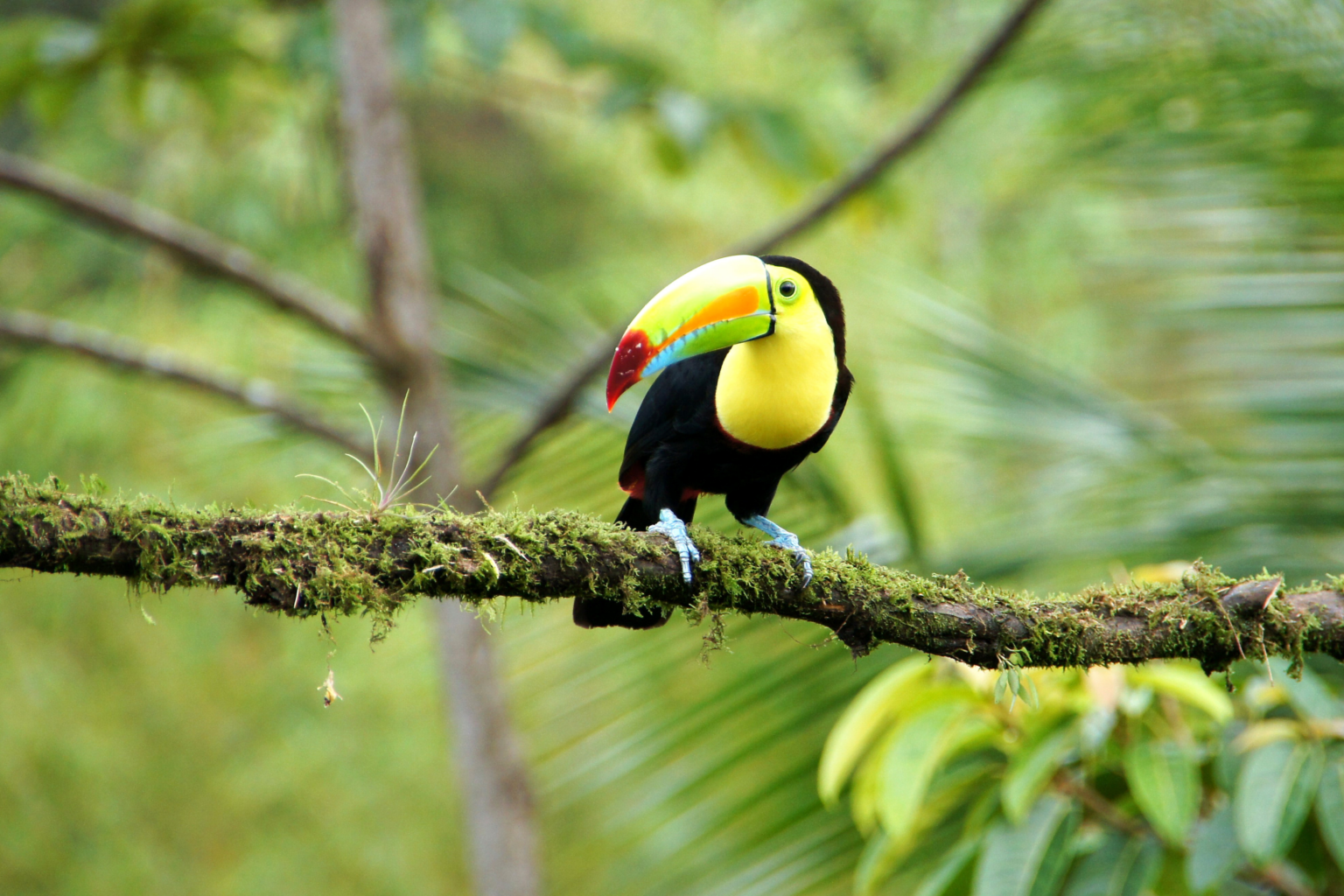 Toucan sitting on branch